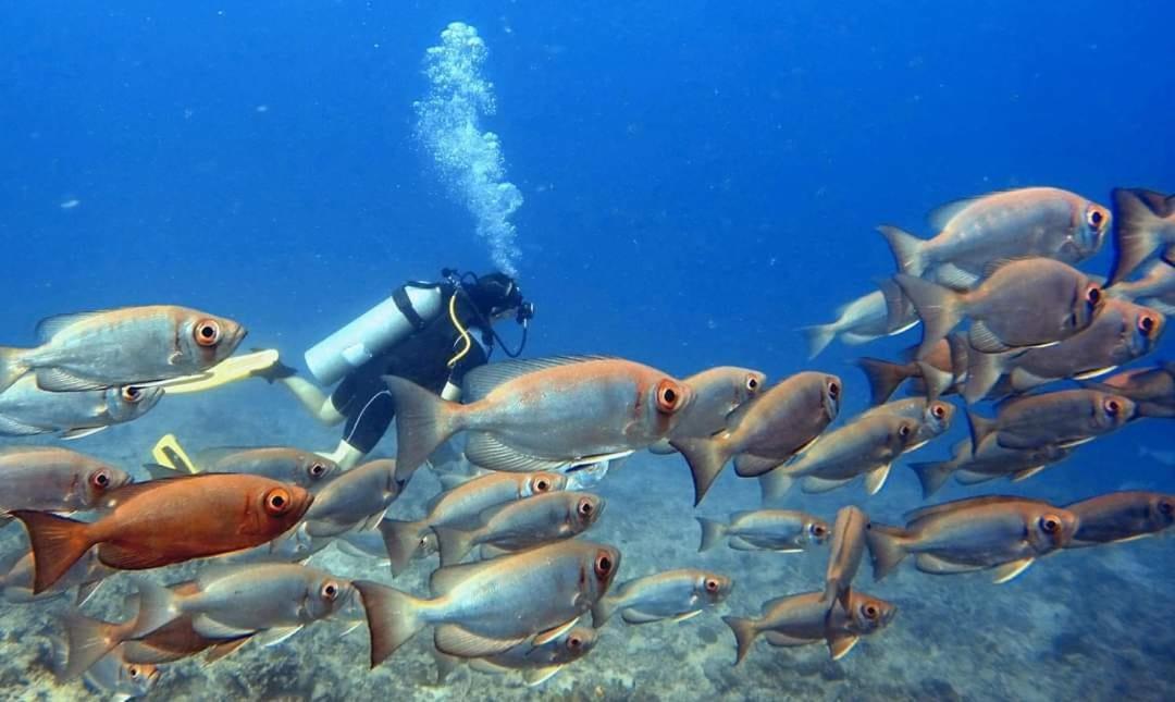 Ratu Kini Dive & Stay Mana Island Exterior photo