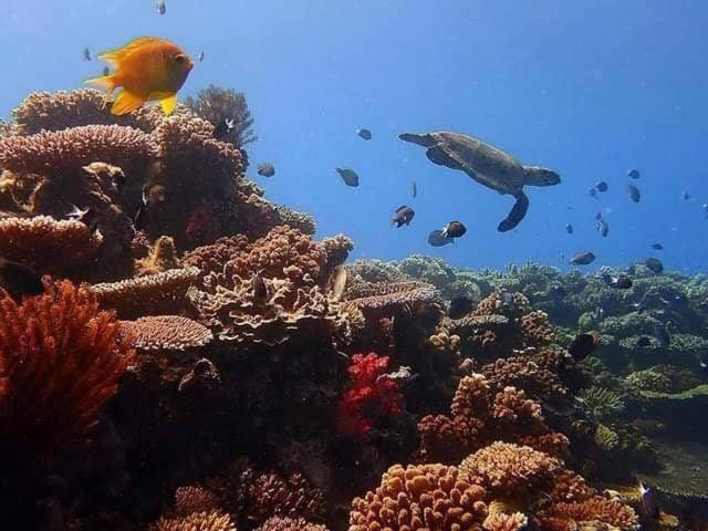 Ratu Kini Dive & Stay Mana Island Exterior photo